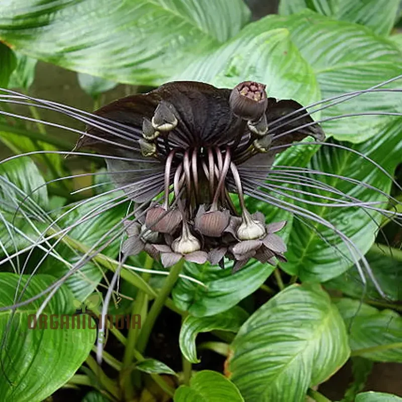 Tacca Chantrieri Seeds â€“ Elevate Your Gardening with Unique, Stunning Blooms!