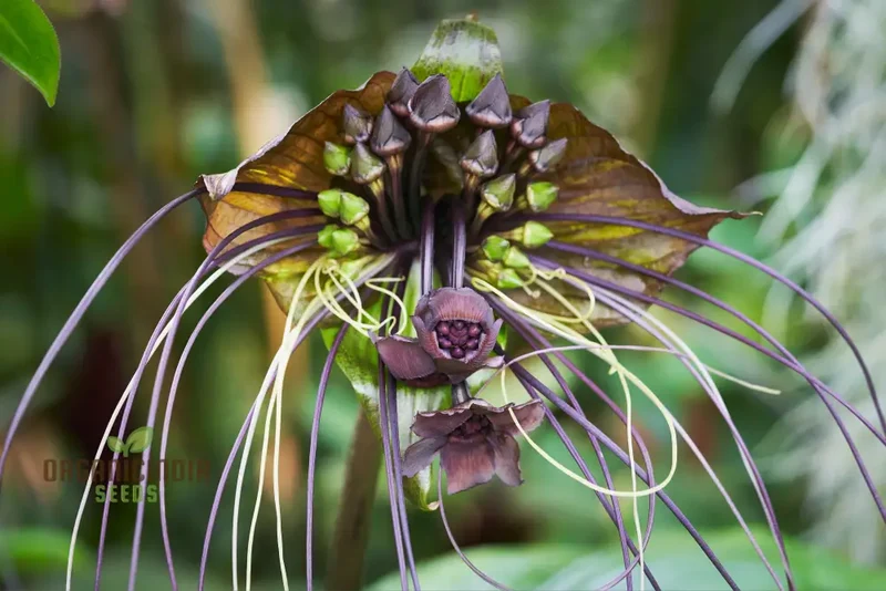 Tacca Chantrieri Seeds â€“ Elevate Your Gardening with Unique, Stunning Blooms!