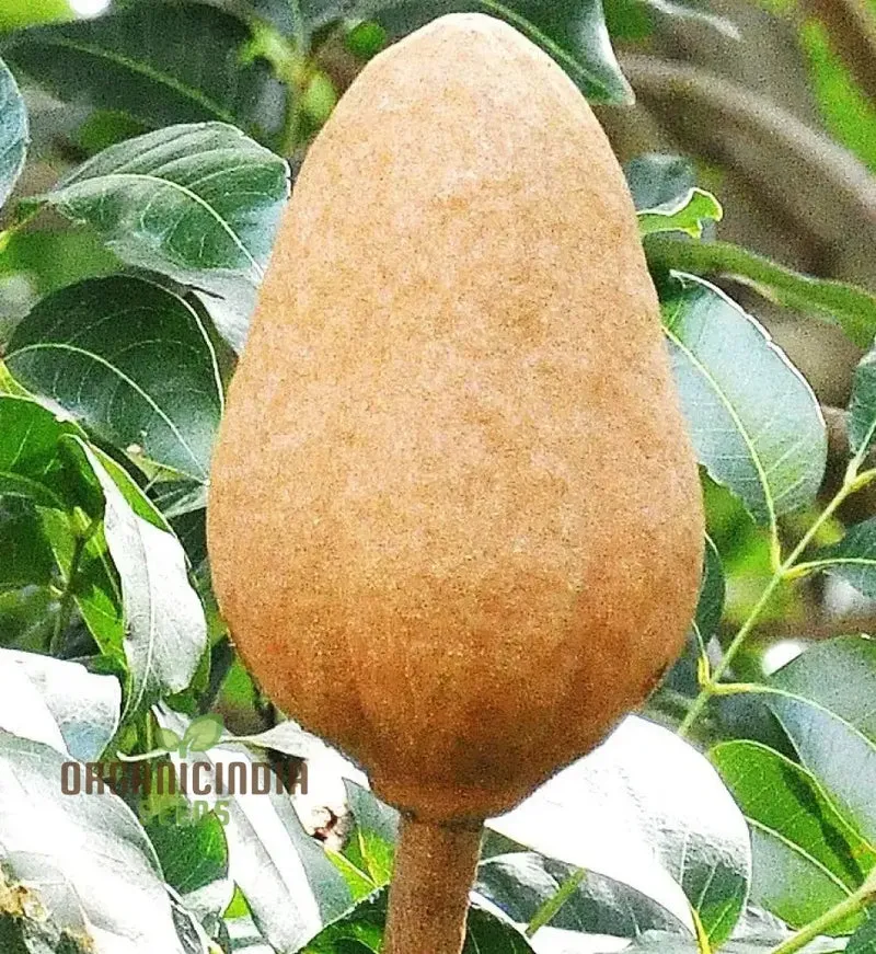 Swietenia Macrophylla Seeds for Planting Elevate Your Gardening with the Grandeur of Tropical Trees and Timeless Beauty