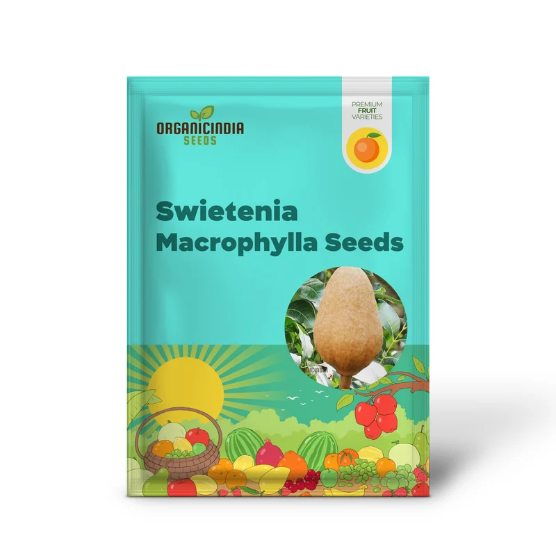 Swietenia Macrophylla Seeds for Planting Elevate Your Gardening with the Grandeur of Tropical Trees and Timeless Beauty
