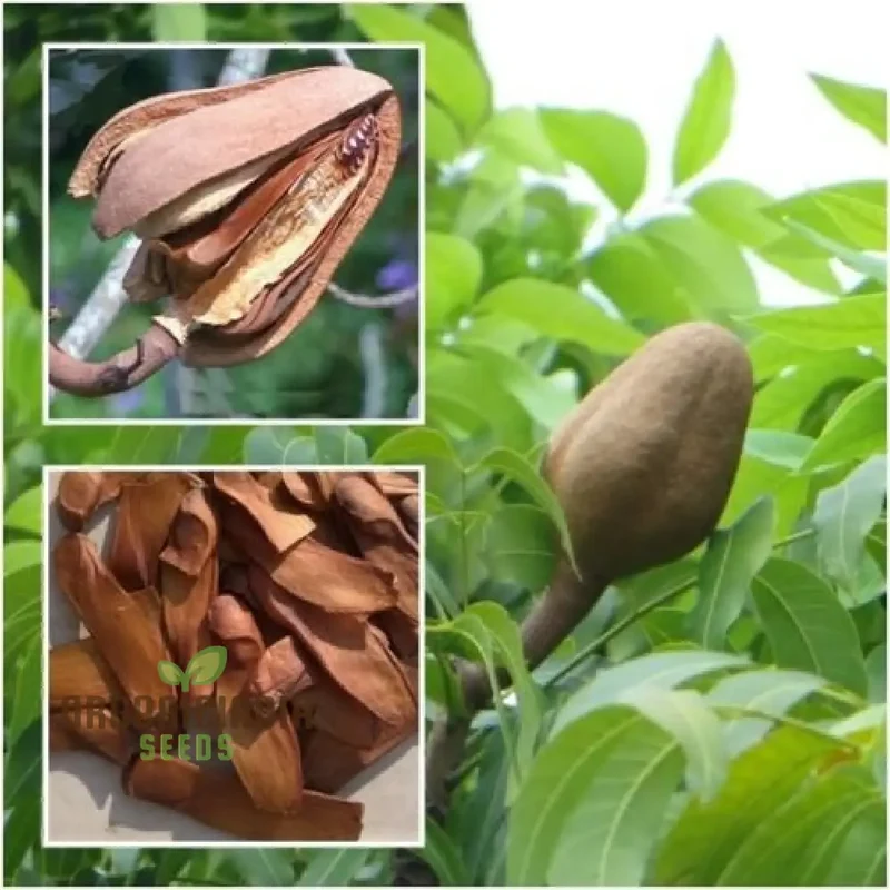 Swietenia Macrophylla Seeds for Planting Elevate Your Gardening with the Grandeur of Tropical Trees and Timeless Beauty