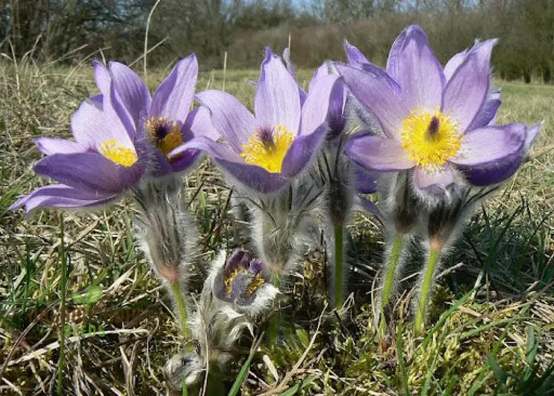 Pulsatilla Grandis Moravica Flower Seeds For Planting, Rare and Beautiful Blooms for Your Garden