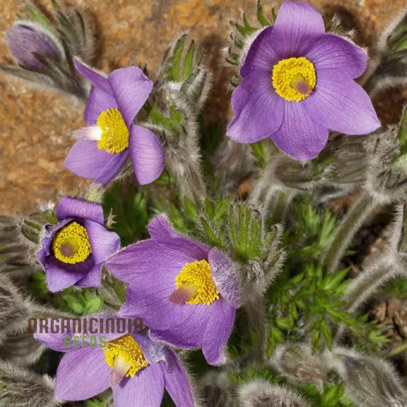 Pulsatilla Campanella Flower Seeds For Planting, Delicate Bell-Shaped Blooms for Your Garden