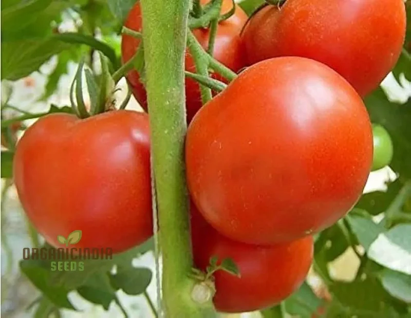 Tomato John Baer Seeds - Premium Heirloom Tomato Seeds for Exceptional Gardening Results - Perfect for Your Home Garden and Urban Farming
