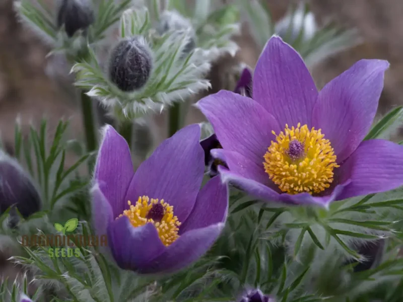 Pulsatilla Ambigua Flower Seeds For Planting, Graceful and Hardy Blooms for Your Garden