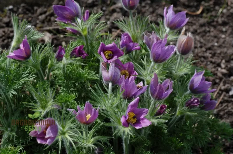 Pulsatilla Ambigua Flower Seeds For Planting, Graceful and Hardy Blooms for Your Garden