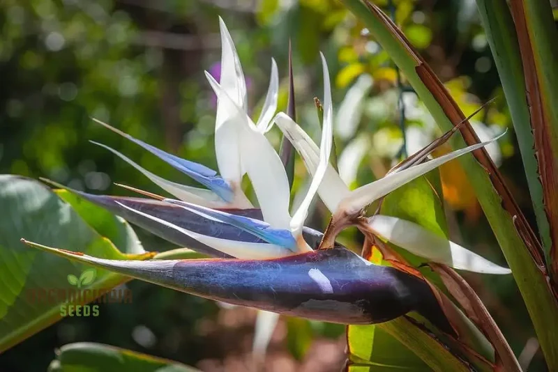 STRELITZIA NICOLAI 'WHITE BIRD OF PARADISE' Seeds for Your Garden â€“ Elevate Your Gardening Experience with Majestic, Tropical Blooms!