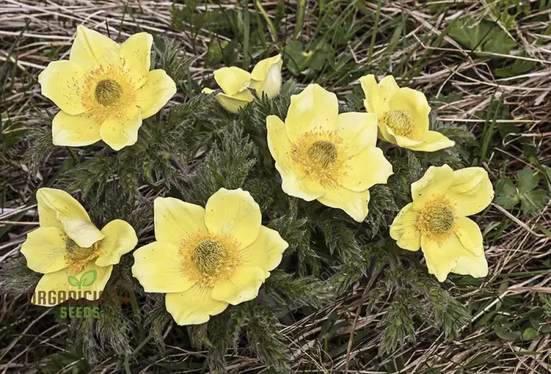 Pulsatilla Alpina Apiifolia Flower Seeds For Planting, Alpine Beauty with Delicate Blooms for Your Garden