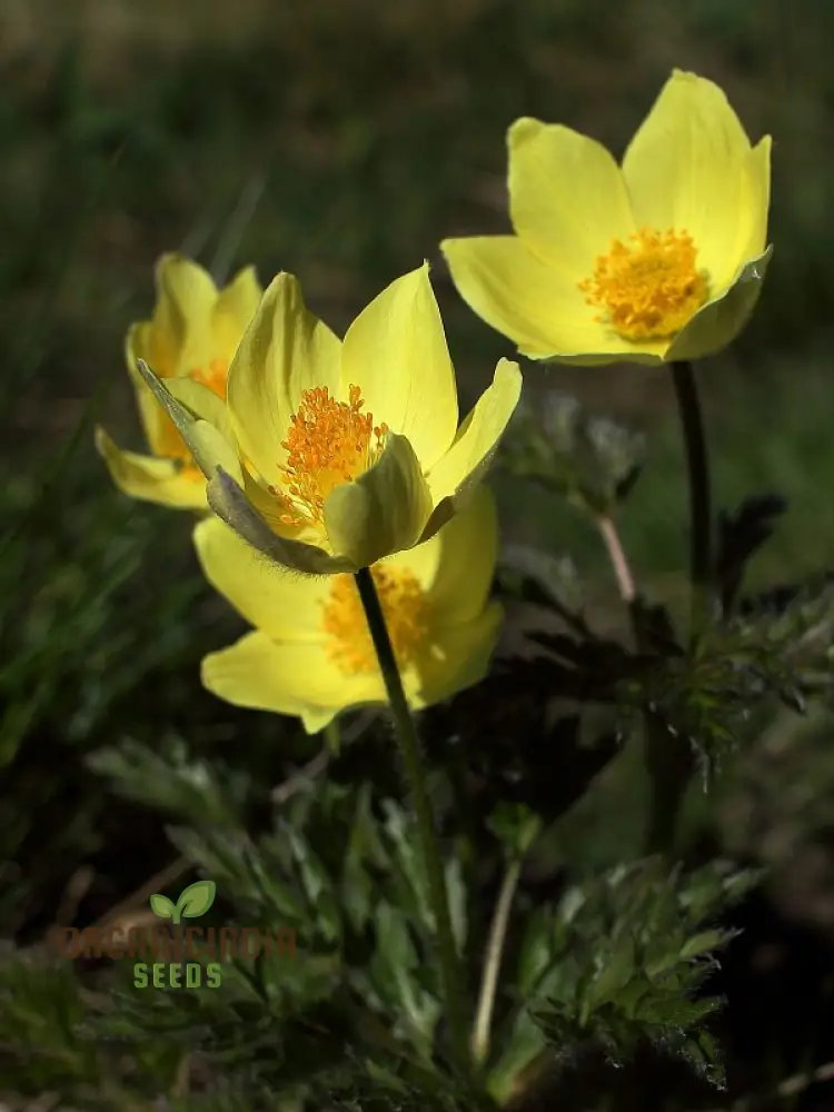 Pulsatilla Alpina Apiifolia Flower Seeds For Planting, Alpine Beauty with Delicate Blooms for Your Garden