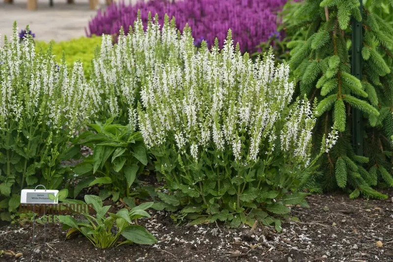 Salvia Candidissima Seeds - Premium Quality for Gardening Enthusiasts | Lengthy Blooming Season | Organic and Easy-to-Grow