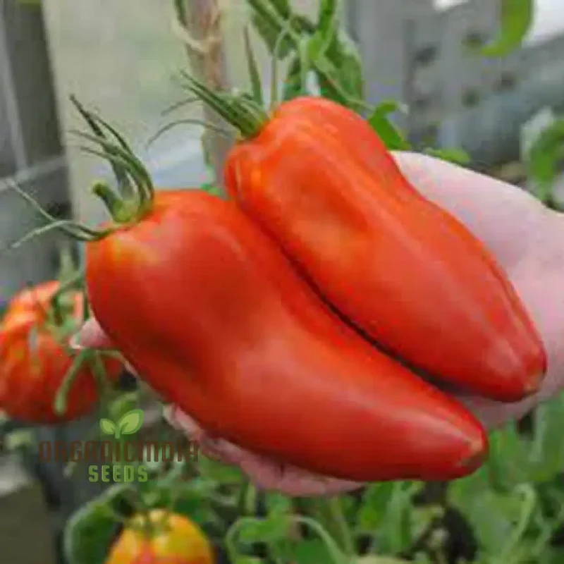 TOMATO JERSEY DEVIL Seeds For Planting- Premium Quality Seeds for Gardening