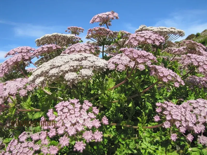 Melanoselinum Decipiens Seeds for Planting, Premium Quality Seeds for Stunning Gardening