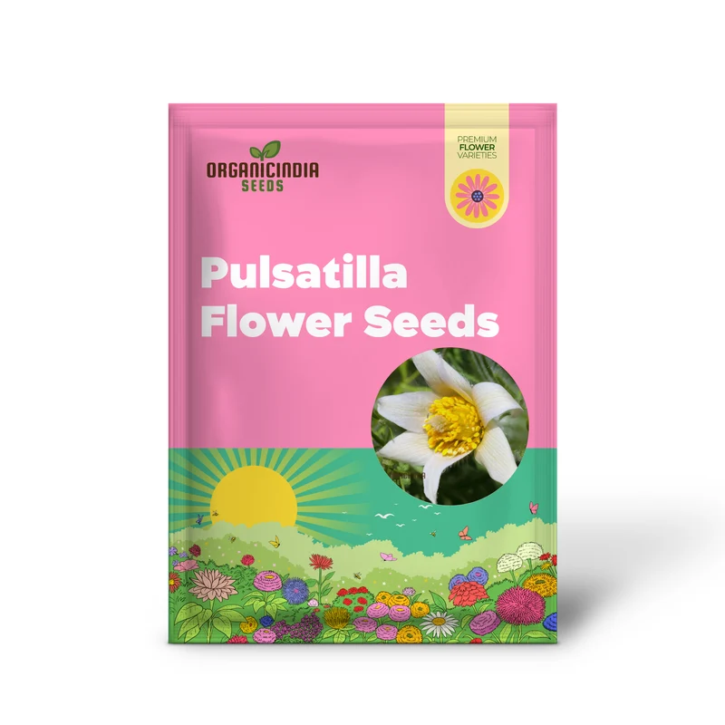 Pulsatilla 'Weisse Schwan' Flower Seeds For Planting, Elegant White Blooms for Your Garden