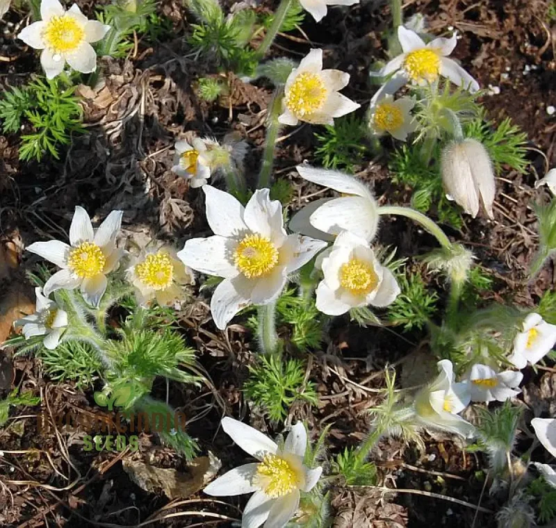 Pulsatilla 'Weisse Schwan' Flower Seeds For Planting, Elegant White Blooms for Your Garden