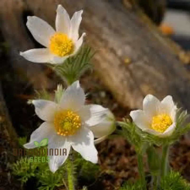 Pulsatilla 'Weisse Schwan' Flower Seeds For Planting, Elegant White Blooms for Your Garden