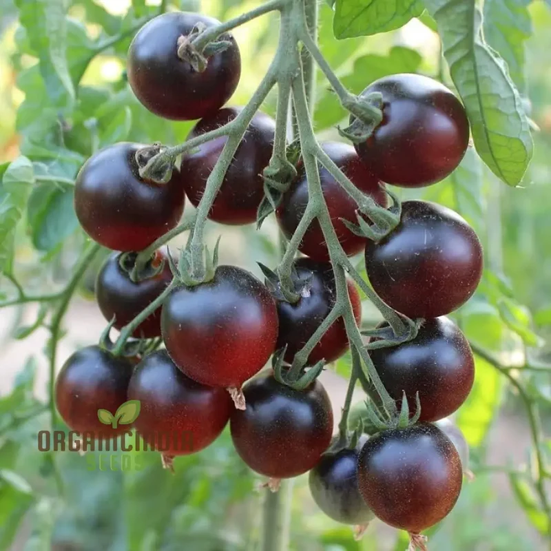 Tomato Indigo Cherry Drops Vegetable Seeds for Planting - Premium Quality for Gardening