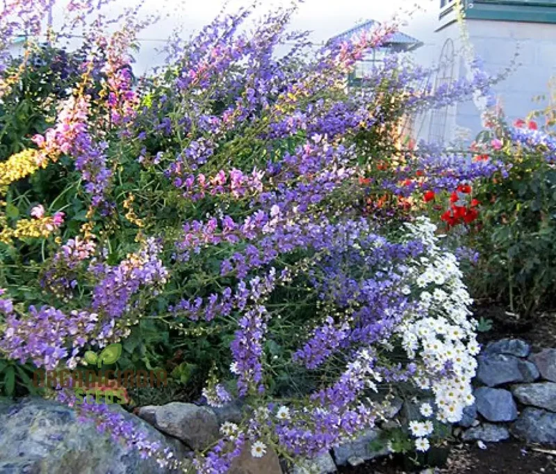 Salvia Barrelieri Seeds for Gardening - Premium Quality Seeds for Beautiful and Vibrant Garden Blooms