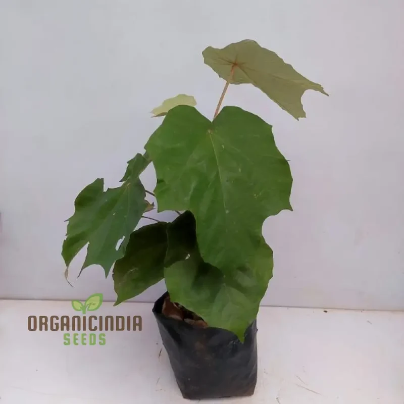 Pterospermum Acerifolium Tree Seeds For Planting, Growing Majestic Trees with Maple-like Leaves