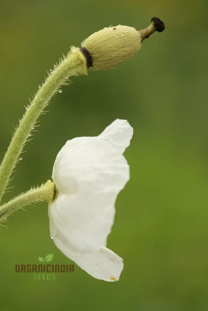 Meconopsis Superba Flower Seeds for Planting, Stunning Blue Himalayan Poppy Seeds for Gardening