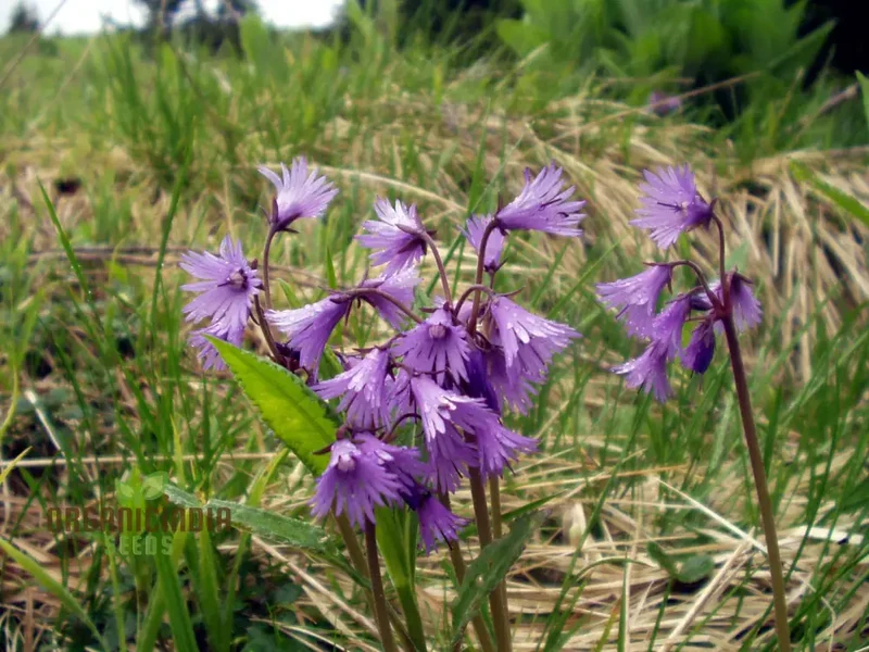 Soldanella Montana Seeds – Elevate Your Gardening with Exquisite Mountain Flowers and Hardy Seeds!