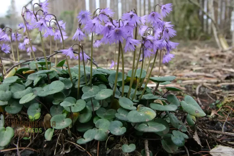 Soldanella Montana Seeds – Elevate Your Gardening with Exquisite Mountain Flowers and Hardy Seeds!