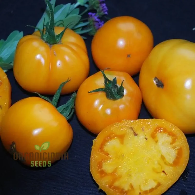 TOMATO ILSE'S YELLOW LATVIAN Seeds For Planting - Premium Gardening Seeds for Vibrant Harvests
