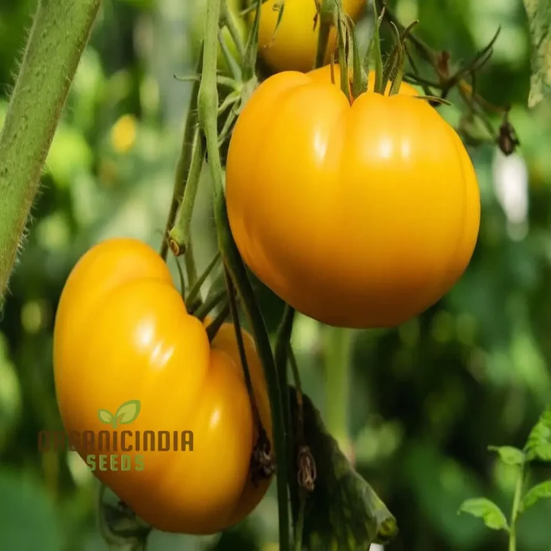 TOMATO ILSE'S YELLOW LATVIAN Seeds For Planting - Premium Gardening Seeds for Vibrant Harvests