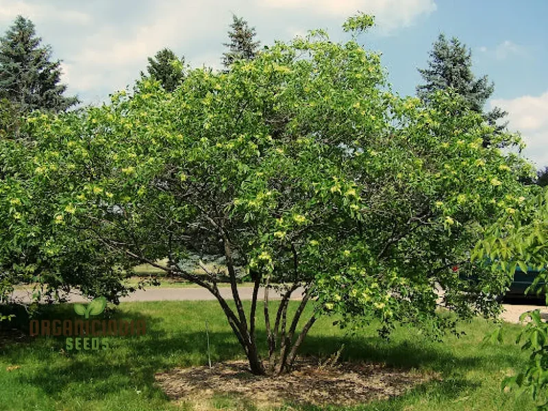 Ptelea Trifoliata Tree Seeds For Planting, Cultivating Hardy and Ornamental Trees for Your Landscape