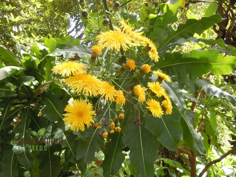 Sonchus Fruticosus Seeds (Madeiran Tree Daisy Seeds) - Hardy Perennial for Home Gardens