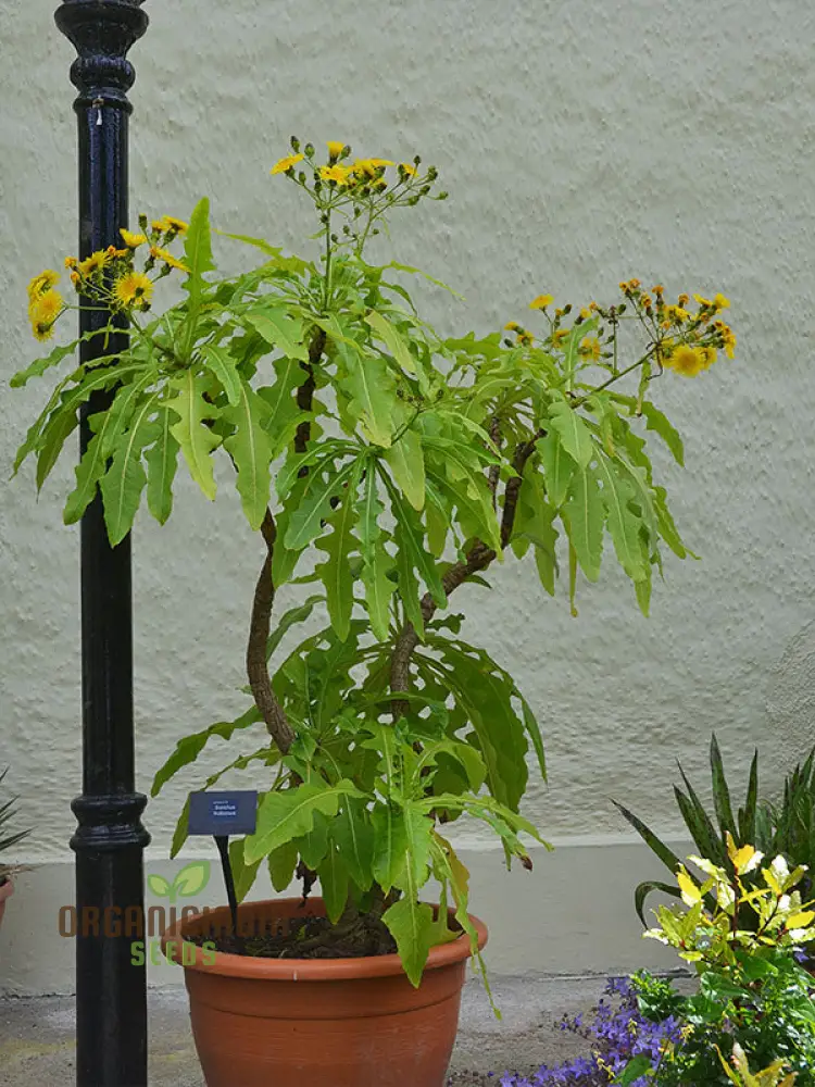 Sonchus Fruticosus Seeds (Madeiran Tree Daisy Seeds) - Hardy Perennial for Home Gardens