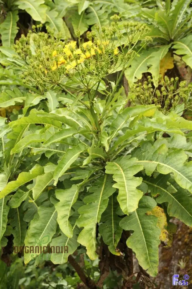 Sonchus Fruticosus Seeds (Madeiran Tree Daisy Seeds) - Hardy Perennial for Home Gardens
