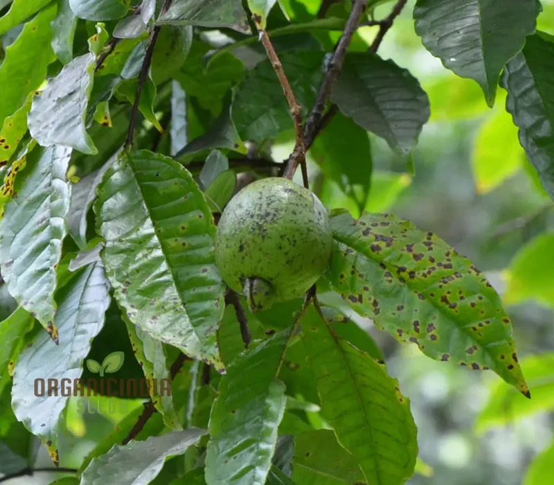 Psidium Acutangulum (Guava) Fruit ,Seeds For Planting Growing Exotic and Flavorful Fruits