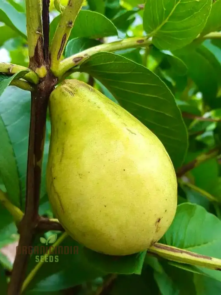 Psidium Acutangulum (Guava) Fruit ,Seeds For Planting Growing Exotic and Flavorful Fruits