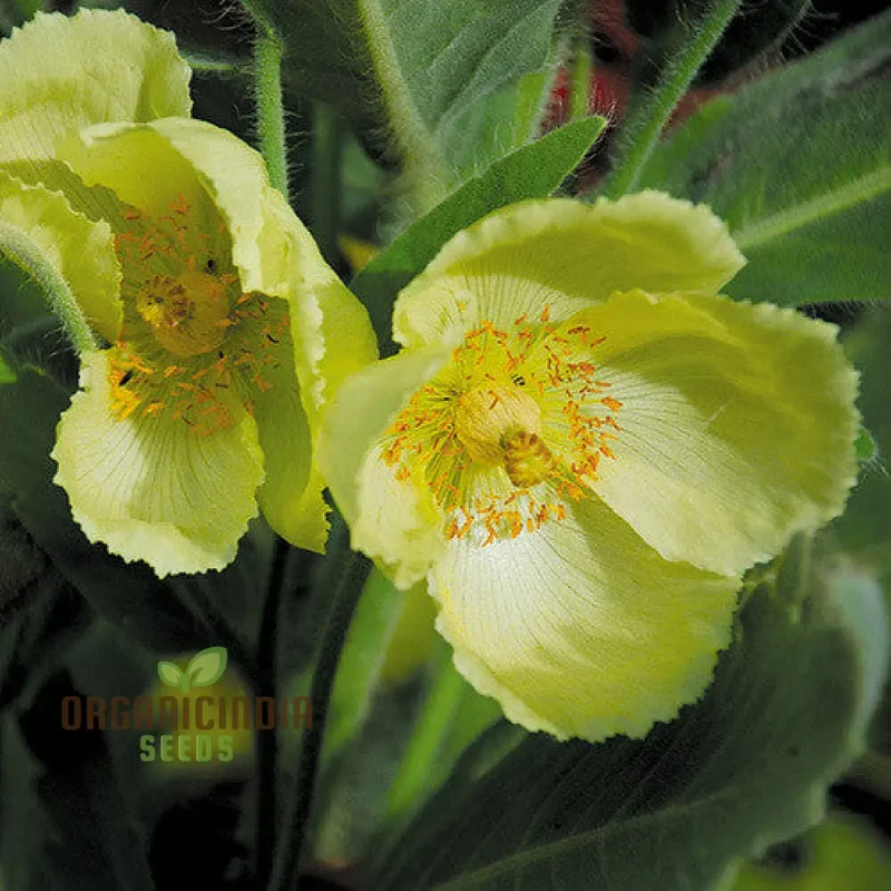 Meconopsis Paniculata Flower Seeds for Planting, Rare and Beautiful Himalayan Blue Poppy Seeds for Gardening