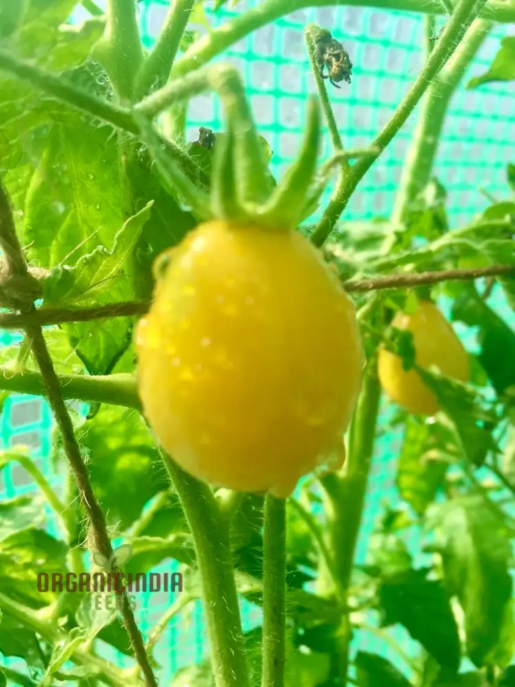 TOMATO ILDI Seeds - Premium Quality Seeds for Thriving Garden Growth