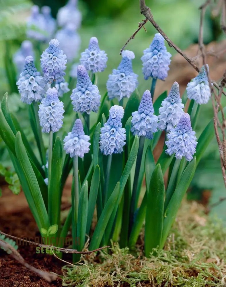 Pseudomuscari Pallens Flower Seeds For Planting, Delicate and Charming Blooms for Your Garden