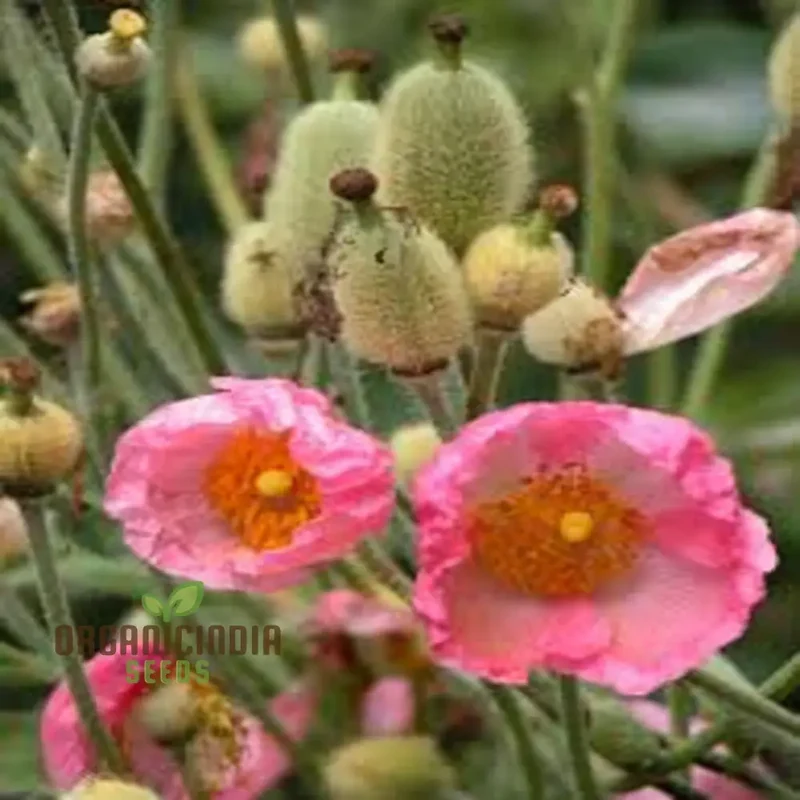 Meconopsis Napaulensis 'Pinky' Flower Seeds, Rare and Beautiful Perennial Seeds for Gardening, Stunning Pink Blooms for Your Garden