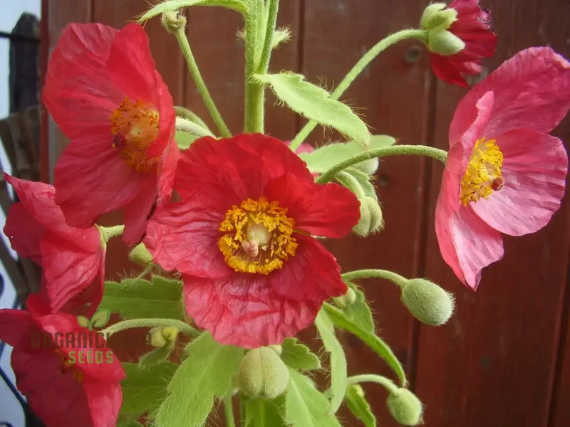 Meconopsis Napaulensis Flower Seeds for Planting, Rare and Beautiful Himalayan Blue Poppy Seeds for Gardening