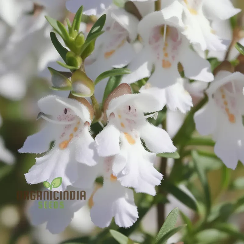 Prostanthera Lasianthos Flower Seeds For Planting, Cultivating Beautifully Fragrant Blooms for Your Garden
