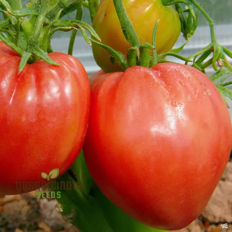 Tomato Hungarian Heart Seeds for Planting,Premium Quality Seeds for Gardening Enthusiasts