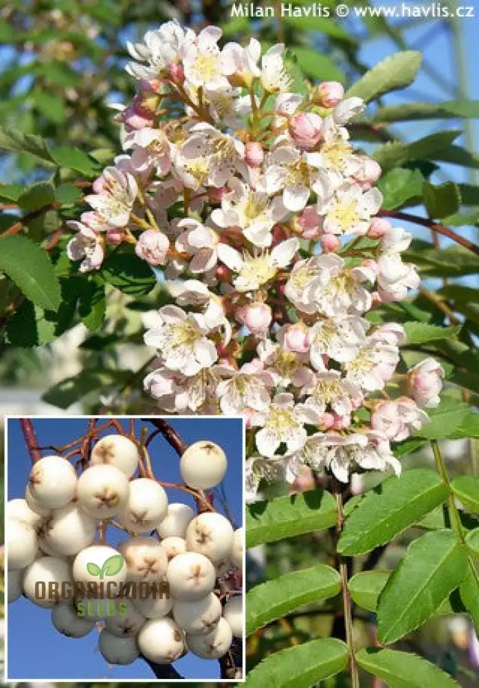 Sorbus Cashmiriana Seeds: Enhance Your Garden with Rare Beauty and Sustainable Gardening Delights!