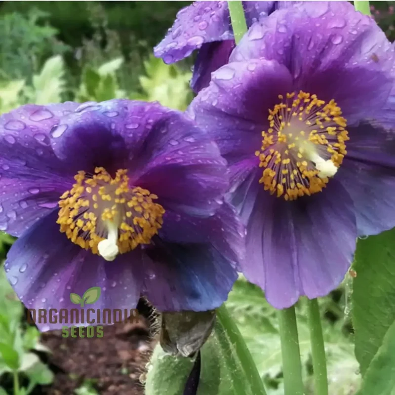 Meconopsis Himalayan Velvet (Lingholm - Ex Grandis) Flower Seeds for Planting, Rare & Beautiful Seeds for Gardening