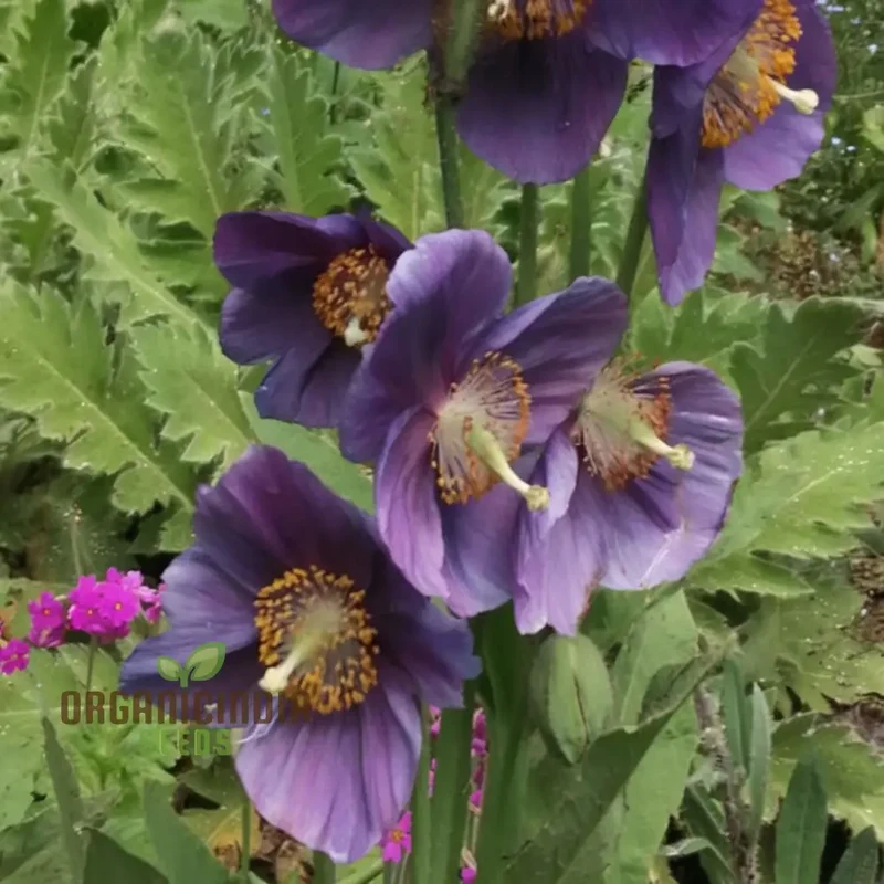 Meconopsis Himalayan Velvet (Lingholm - Ex Grandis) Flower Seeds for Planting, Rare & Beautiful Seeds for Gardening