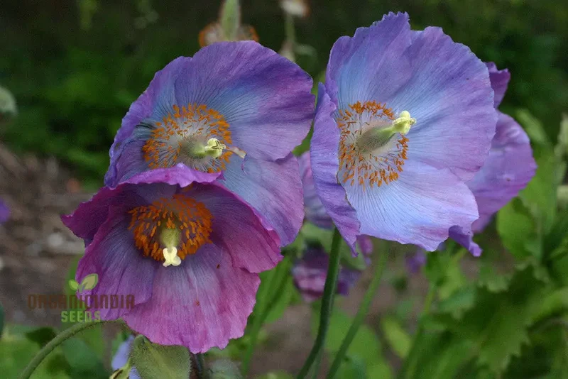 Meconopsis Himalayan Velvet (Lingholm - Ex Grandis) Flower Seeds for Planting, Rare & Beautiful Seeds for Gardening