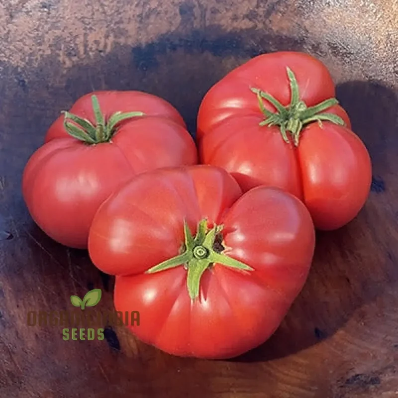 TOMATO HENDERSON'S WINSALL Seeds - Premium Quality for Expert Gardening