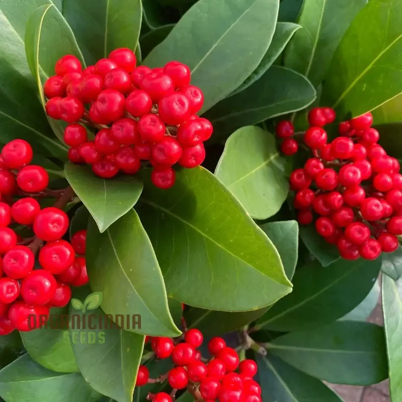 Skimmia Japonica Seeds for Planting - Grow Beautiful Evergreen Shrubs