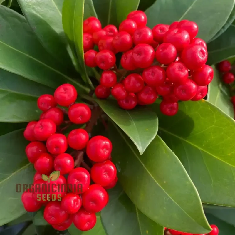 Skimmia Japonica Seeds for Planting - Grow Beautiful Evergreen Shrubs