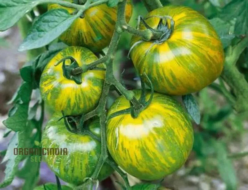 TOMATO GREEN ZEBRA Seeds for Planting Premium Quality for Your Gardening Needs