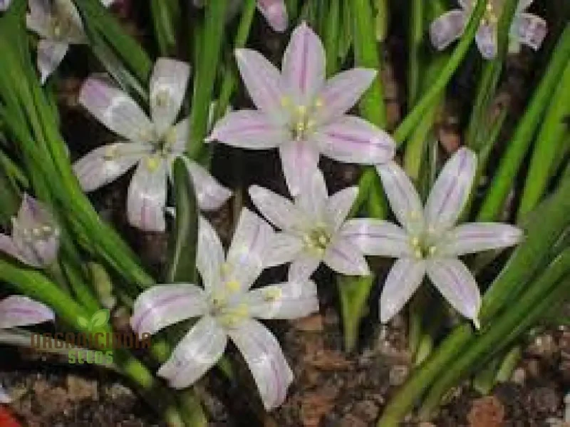 Polyxena Longituba Seeds for Planting Enhance Your Gardening Experience with Exquisite Blooms