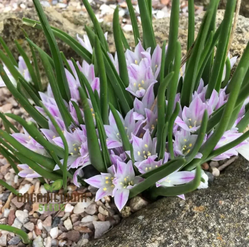 Polyxena Longituba Seeds for Planting Enhance Your Gardening Experience with Exquisite Blooms